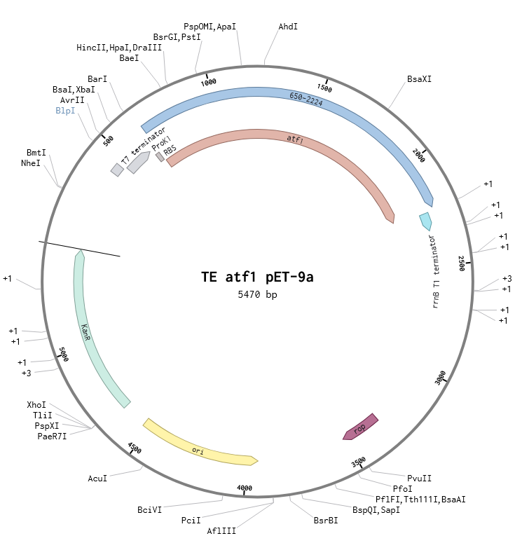 ATF1 - aka Banada Sunday | Plasmid