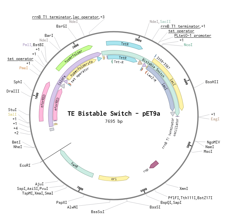 Bistable Switch | Plasmid