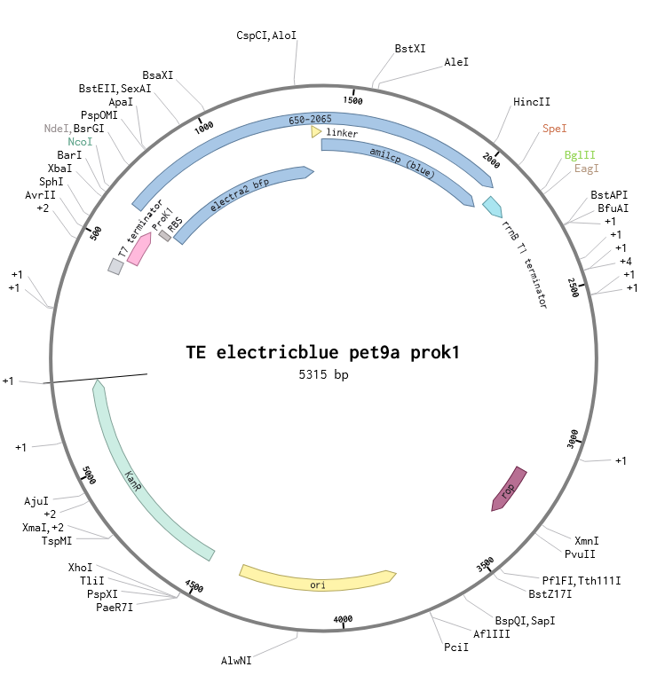 Electric blue | Plasmid