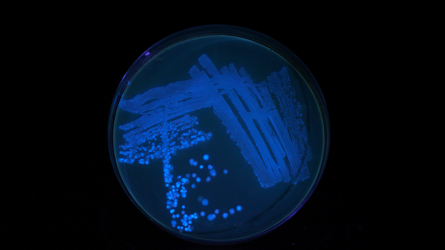 Repressilator v1 | Plasmid