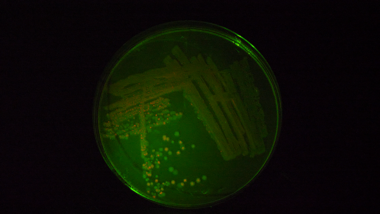 Repressilator v1 | Plasmid