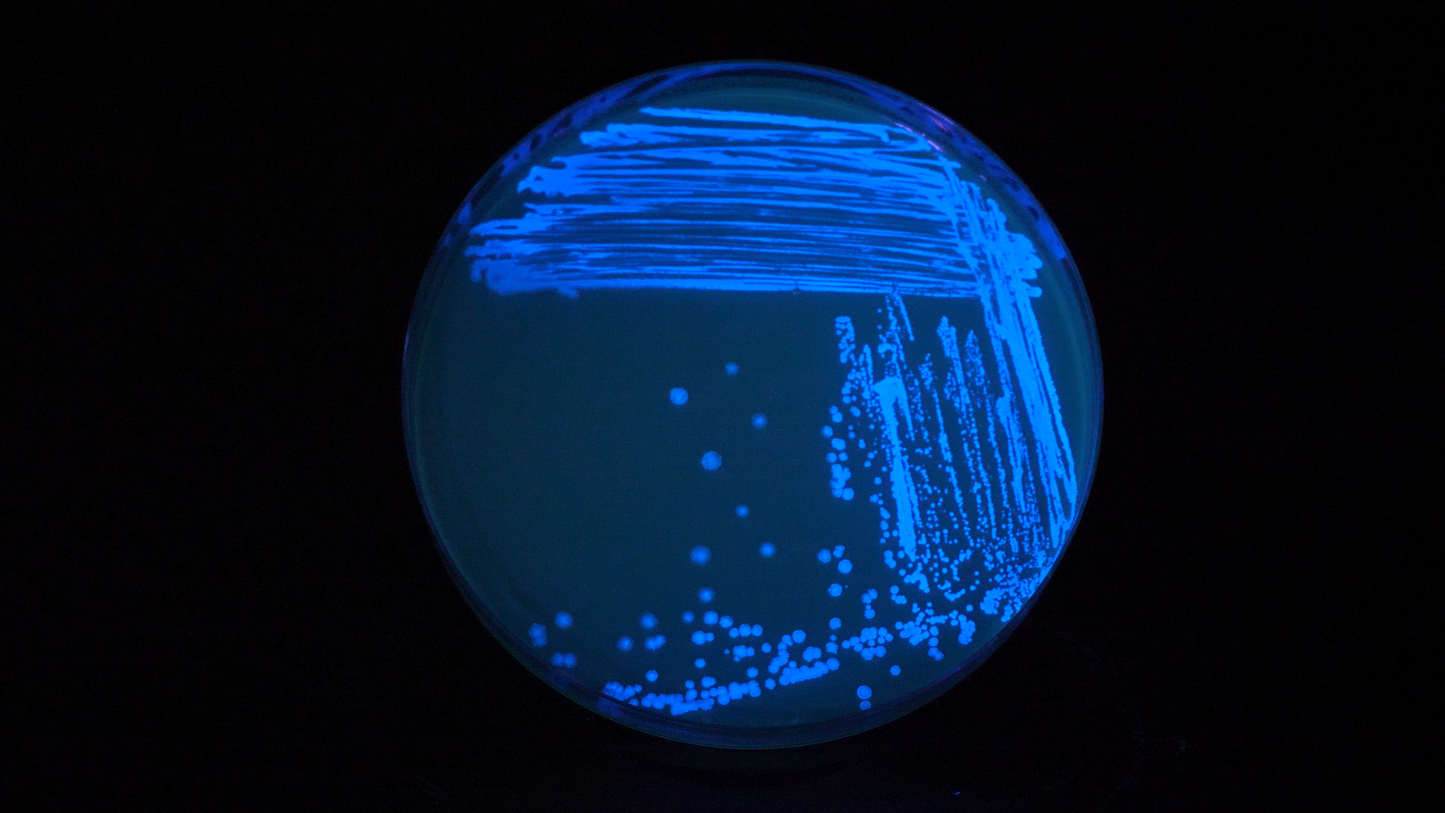 Electric blue | Plasmid