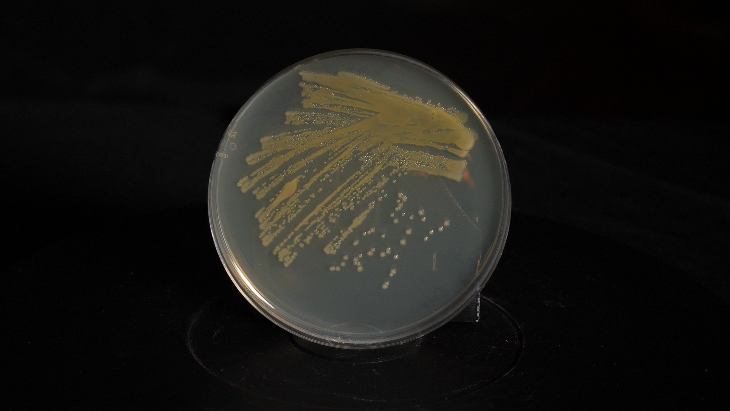 DH5A E. coli | Agar Stab