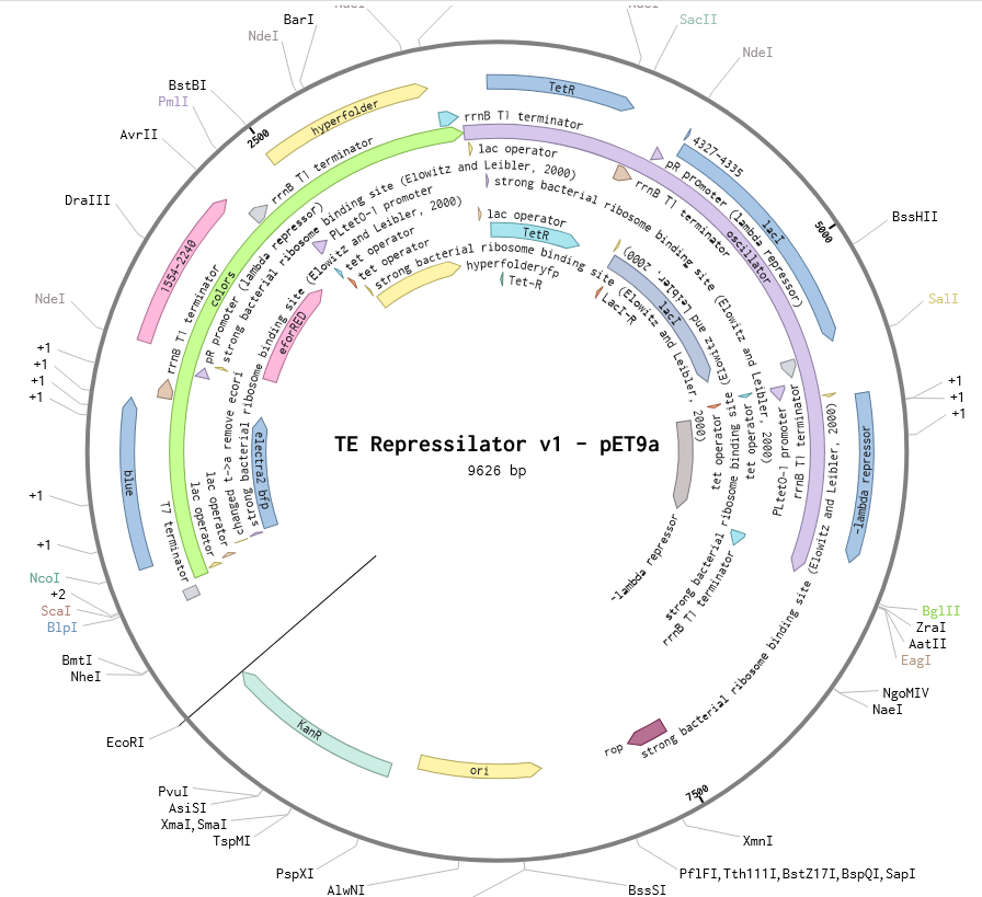 Repressilator v1 | Plasmid