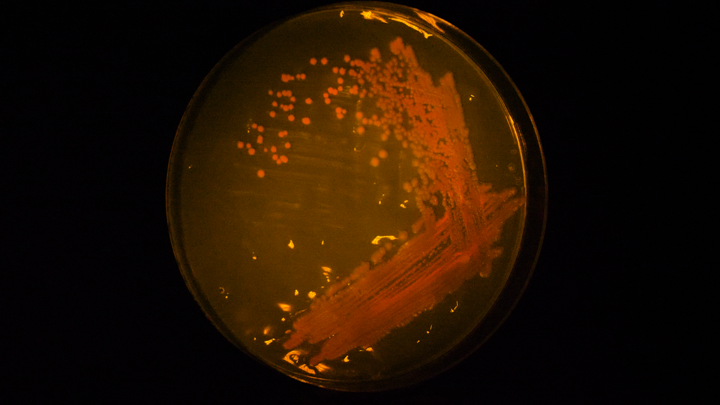 Bistable Switch | Plasmid