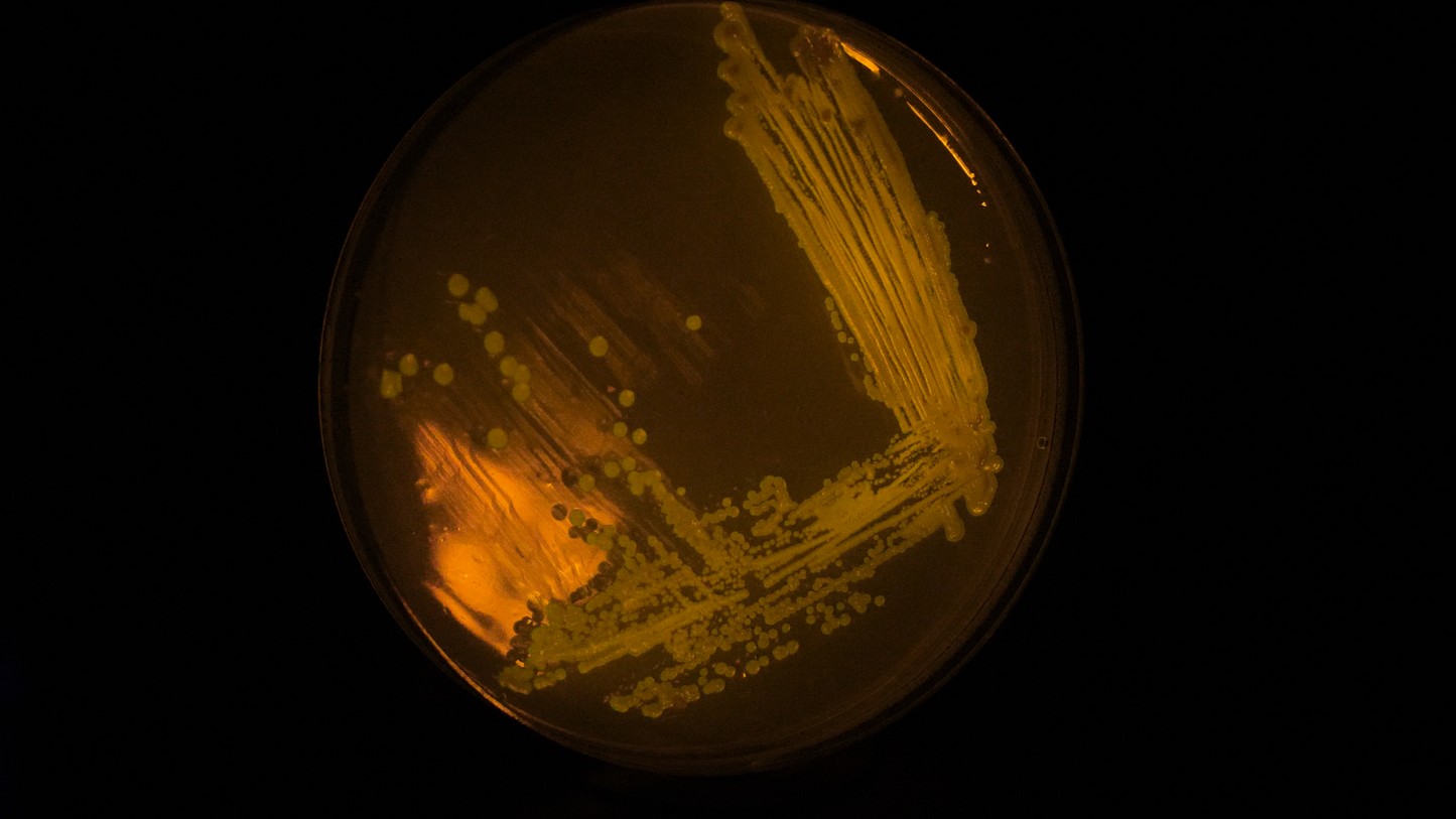 Bistable Switch | Plasmid