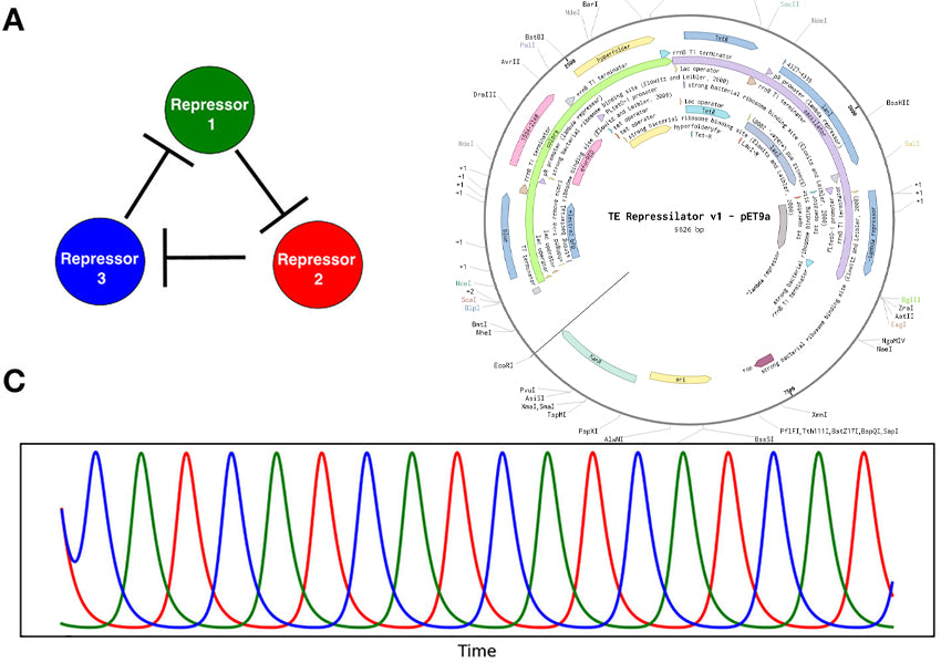 Repressilator v1 | Plasmid