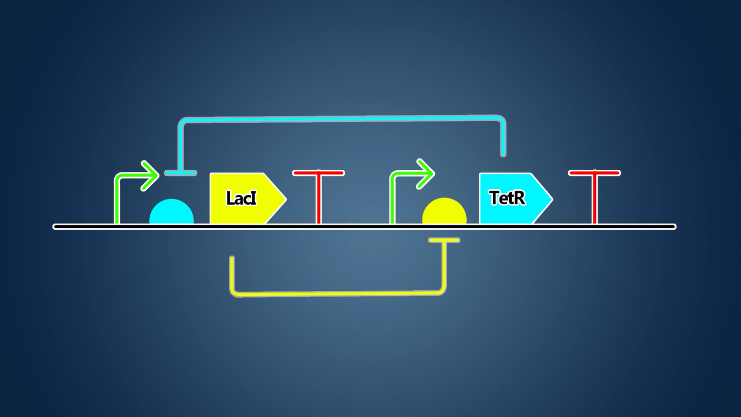 Bistable Switch | Plasmid
